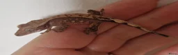 Gecko reptiles for sale: Baby crested gecko, unsexed. High quality - Advert 3
