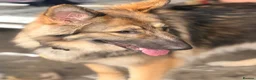 German Shepherd dogs for sale: KC reg 1 year bitch German Shepherd  - Advert 12