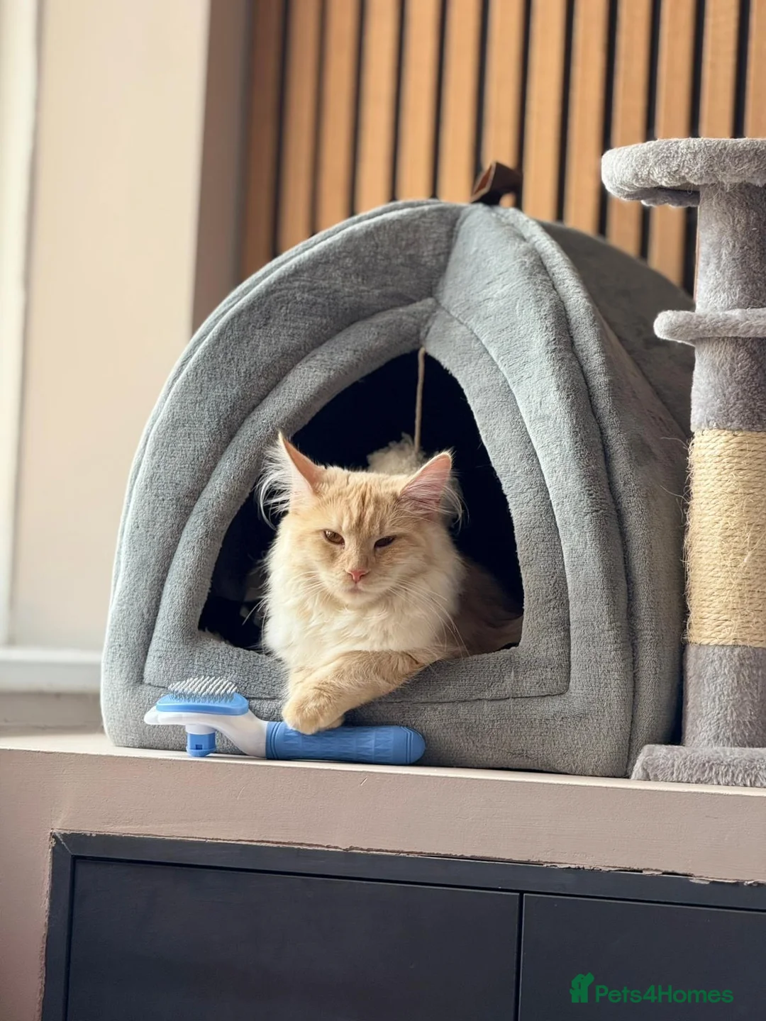 Maine Coon cats for sale: Female 2 year old Maine Coon for sale  - Advert 2