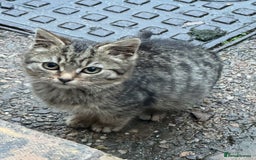 Maine Coon cats for sale: Female kitten - Advert 4