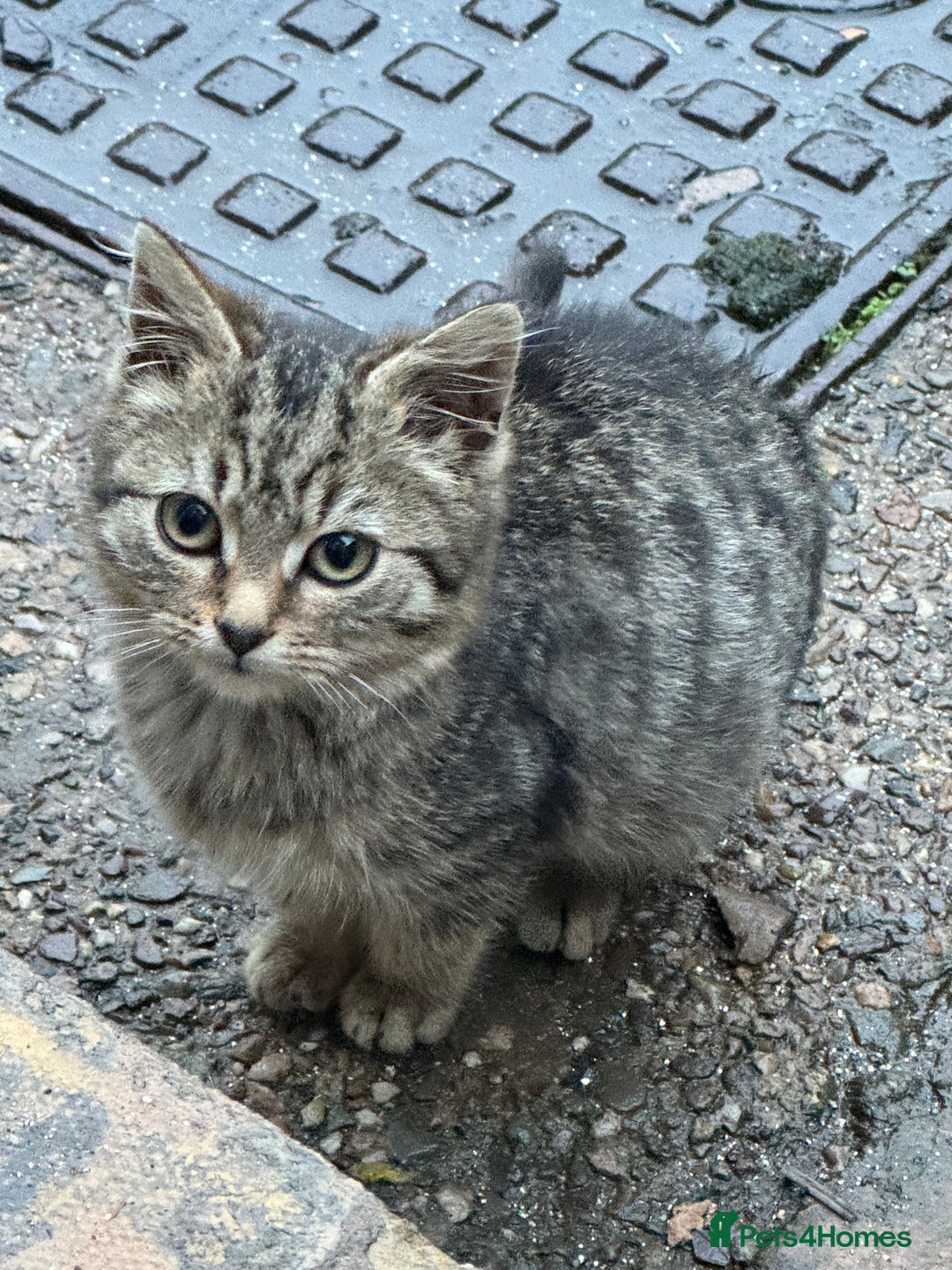 Maine Coon cats for sale: Female kitten - Advert 4