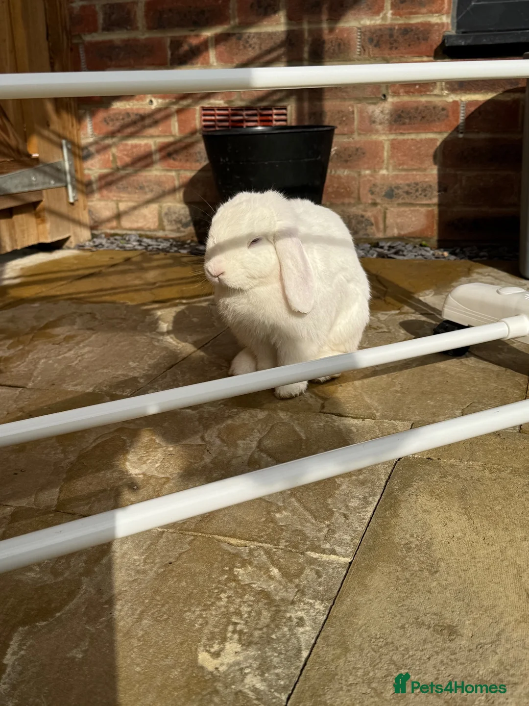 Mini Lop rabbits for sale: 17 month Female Mini lop looking for new home in Aylesbury - Advert 5