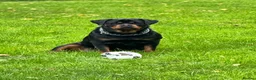 Rottweiler dogs for sale: Female 3 year old Rottie - Advert 5