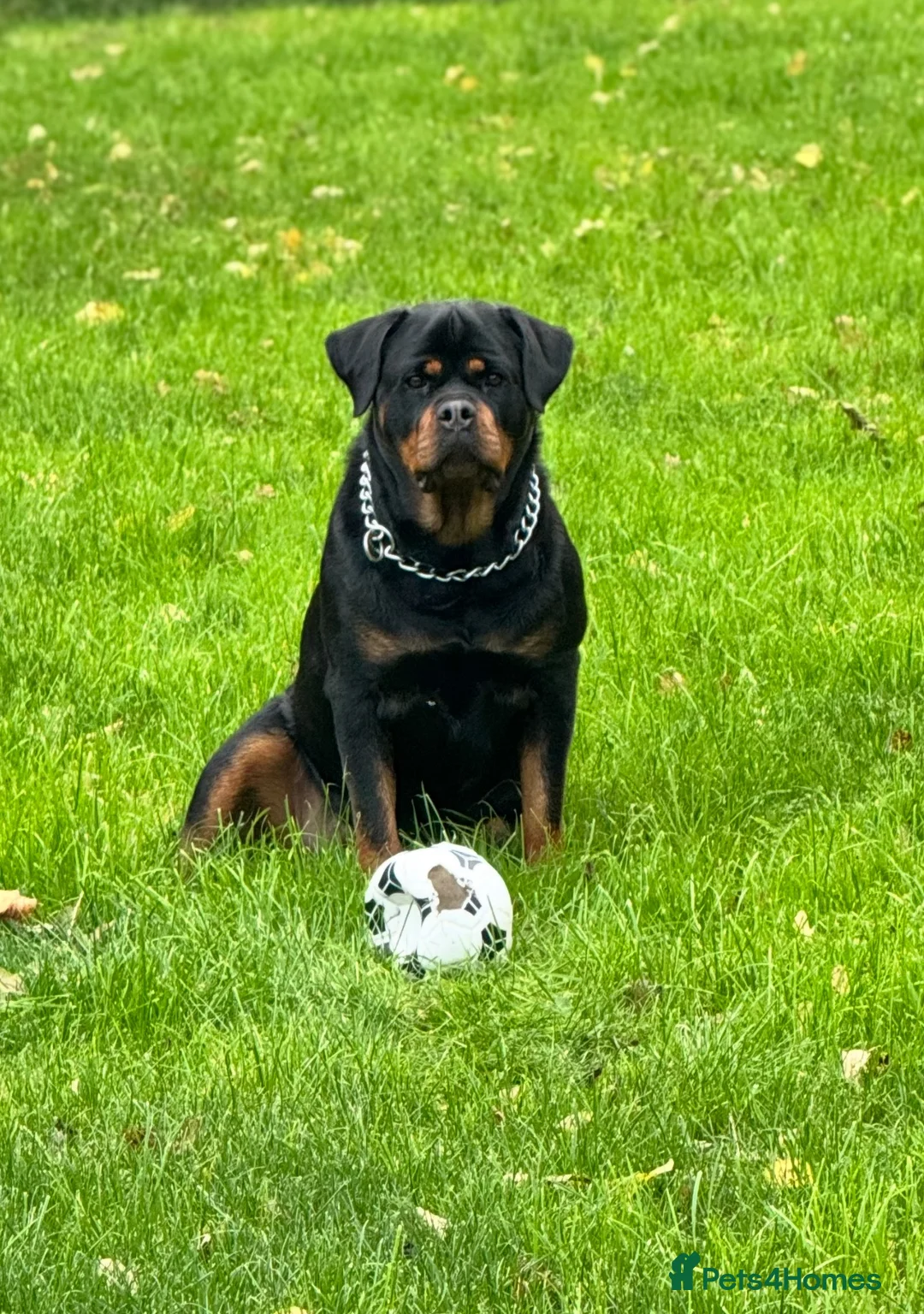 Rottweiler dogs for sale: Female 3 year old Rottie - Advert 5