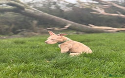 American Bully dogs for sale: 5 month old American bully x pocket bully - Advert 15