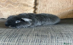Guinea Pig rodents for sale: 1 male teddy boar available  - Image 4