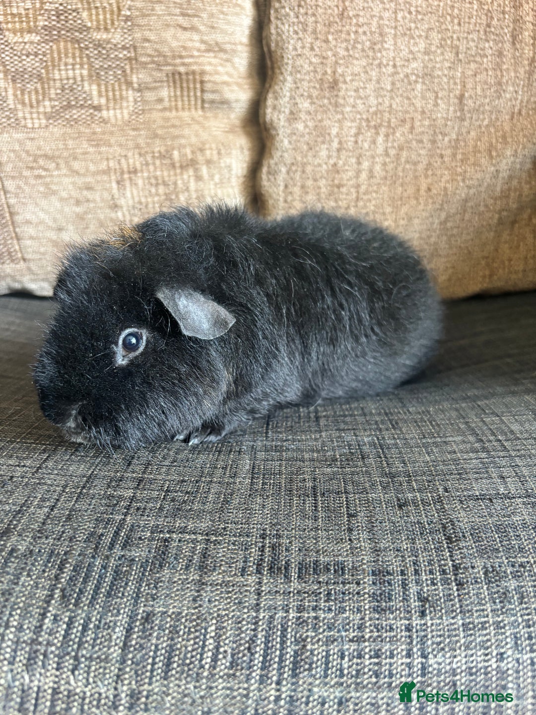 Guinea Pig rodents for sale: 1 male teddy boar available  - Image 4