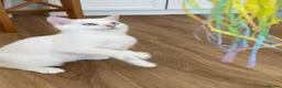 British Shorthair cats for sale: Blue Golden colorpoint 🐱😊🐱 - Advert 7