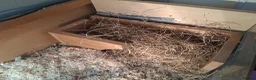 Tortoise reptiles for sale: Horsfield (Russian) Tortoise - JOEY - Advert 4
