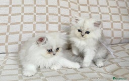 Persian cats for sale: Ready to leave 2 left!  in Birmingham - Image 1