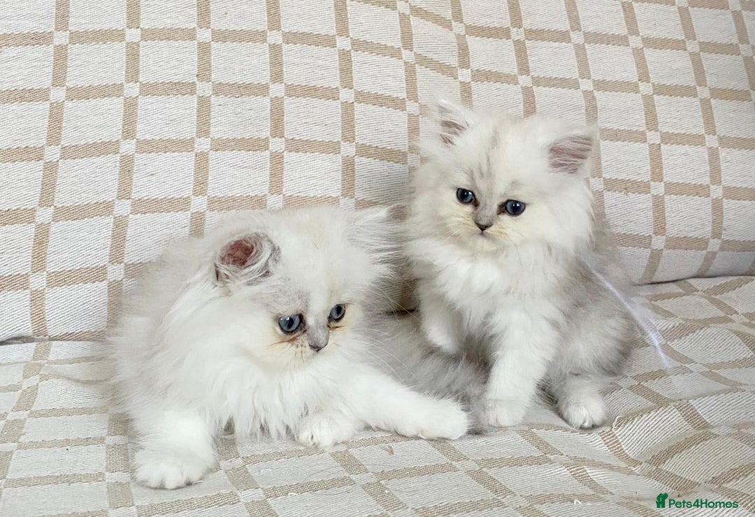 Persian cats for sale: Ready to leave 2 left!  in Birmingham - Image 1