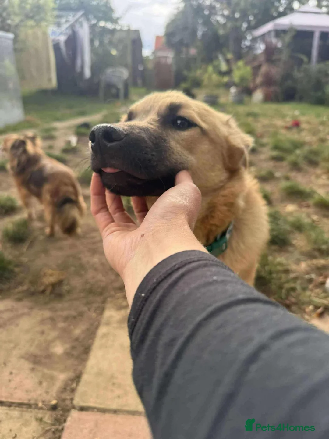 Mixed Breed dogs for adoption: Luanna - Hingham Norfolk  - Advert 6