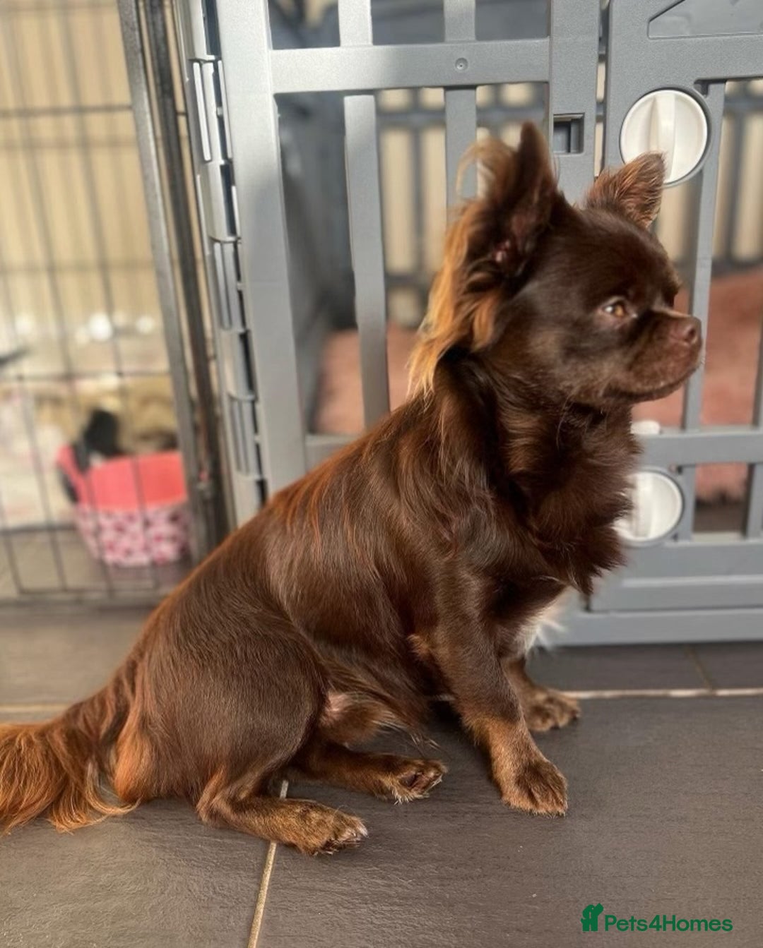 Chihuahua dogs for stud: Duke- KC Reg Chocolate Long Coat Stud Available in Tredegar - Advert 2