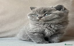 British Shorthair cats for sale:  British Blue kittens - Image 5