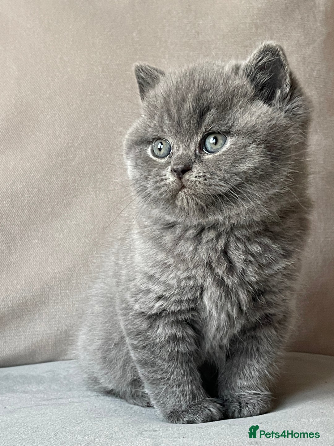 British Shorthair cats for sale:  British Blue kittens - Image 5