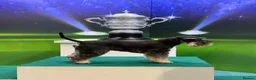 Miniature Schnauzer dogs for stud: 🏆 Crufts Placed, Stud Book Number, DNA Clear  in Cambridge - Advert 8