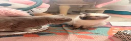 Ragdoll cats for sale: Beautiful Male ragdoll  - Advert 8