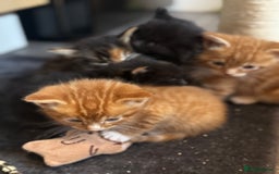 Mixed Breed cats for sale: Main coon mix kittens - Image 7