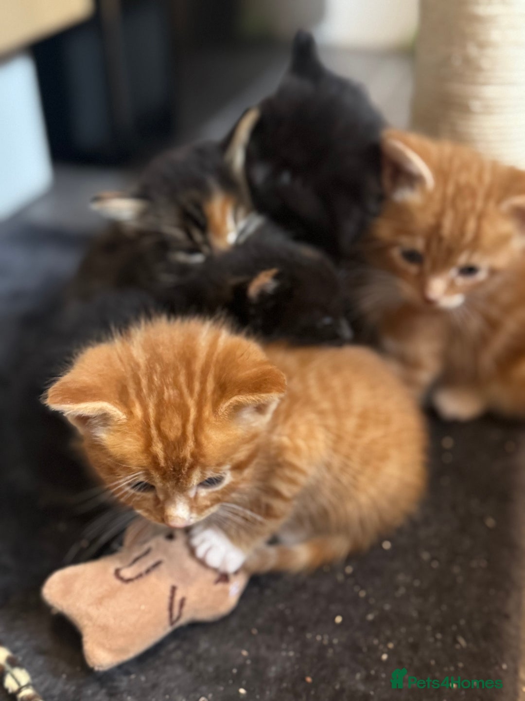 Mixed Breed cats for sale: Main coon mix kittens - Image 7