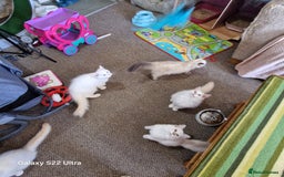 Ragdoll cats for sale: Pure loving ragdool ready for new home  - Image 11