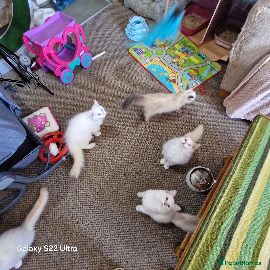 Ragdoll cats for sale: Pure loving ragdool ready for new home  - Image 11