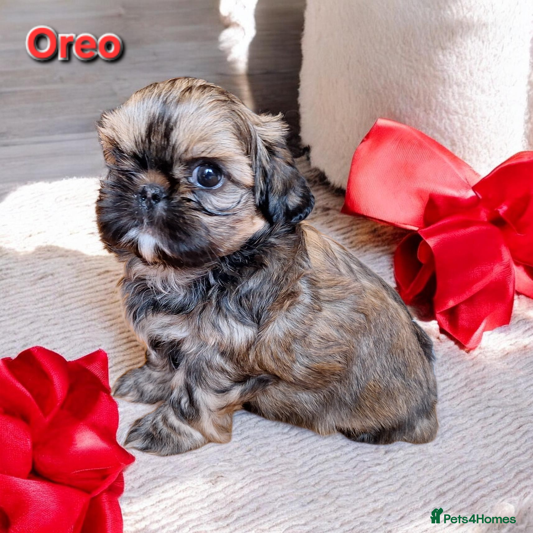 Shih Tzu dogs Beautiful Imperial Shih Tzus  - Advert 15