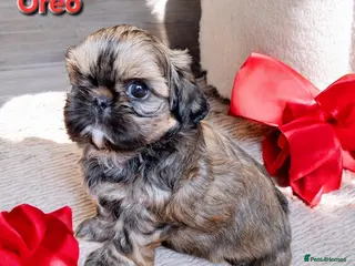 Shih Tzu dogs Beautiful Imperial Shih Tzus - Advert 15