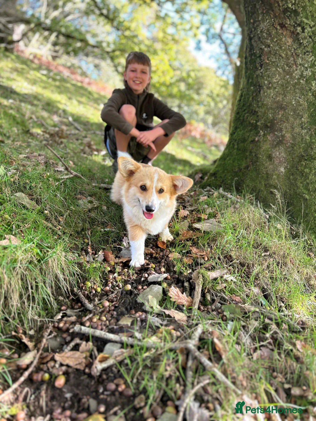 Welsh Corgi Pembroke dogs for sale: Pembrokeshire Corgi Girls in Llanwrda - Advert 12