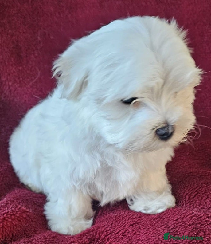 Maltese dogs 2 gorgeous Maltese boys - Advert 2