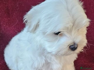Maltese dogs 2 gorgeous Maltese boys - Advert 8