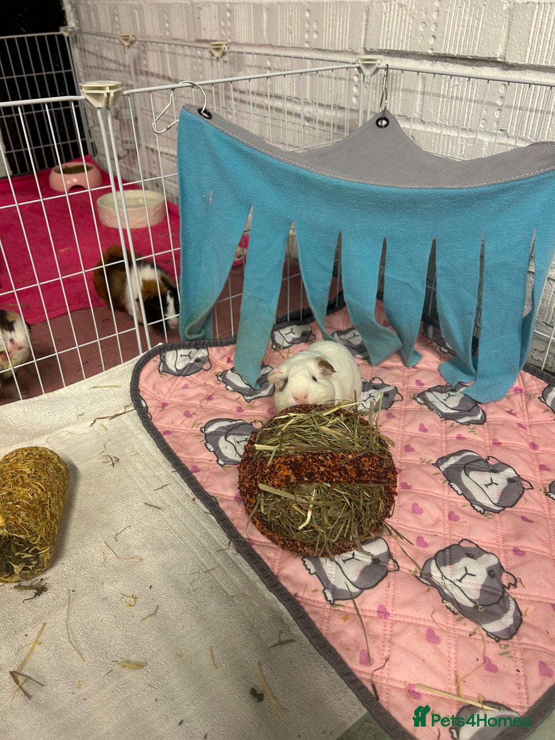 Guinea Pig rodents for sale: 4 guinea pigs  - Image 5