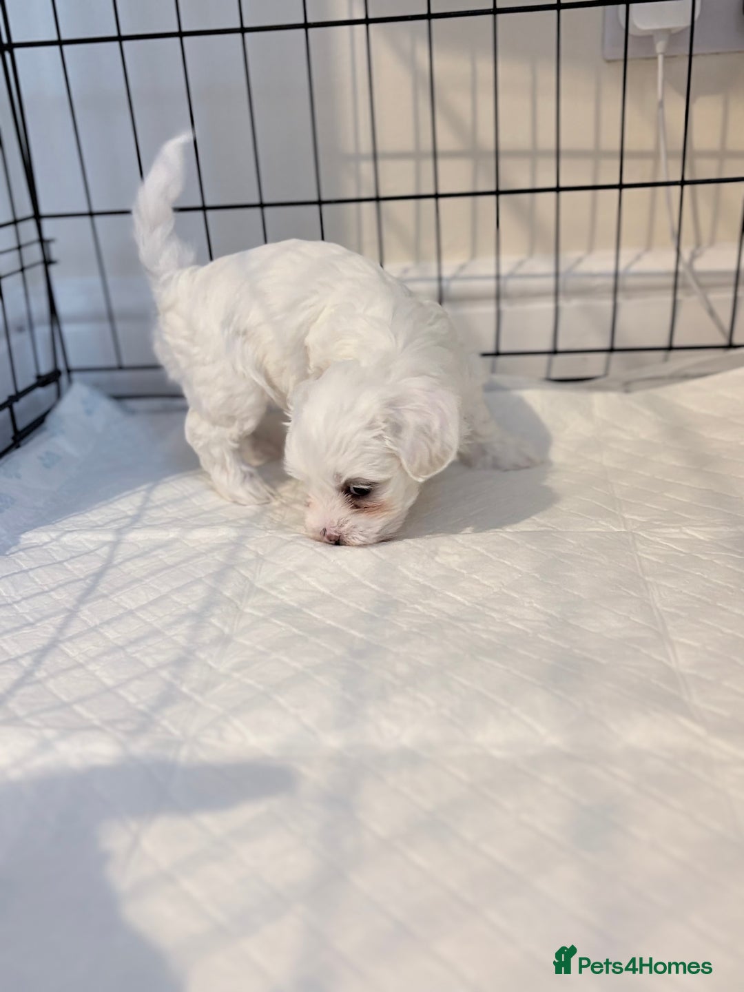 Bichon Frise dogs for sale: Bichon Frise Puppies for Sale 🐶 - Advert 8