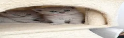 British Shorthair cats for sale: LATVIAN BRITISH SHORTHAIR (LILAC) - Advert 2
