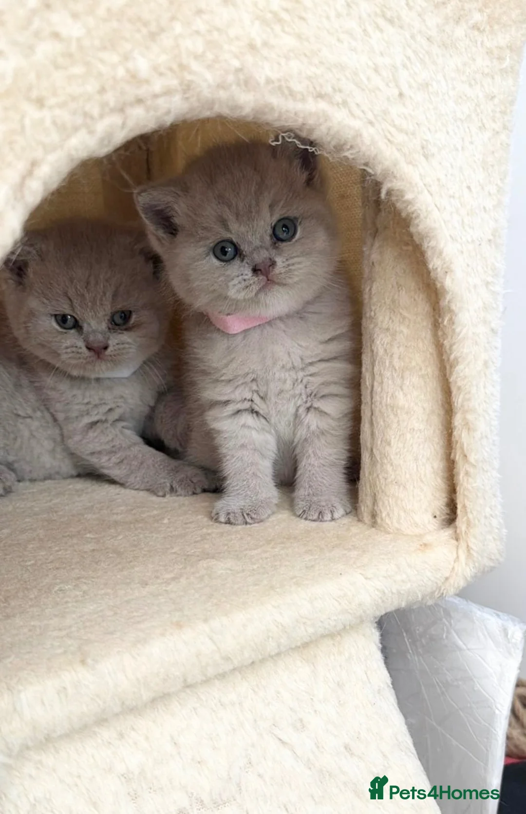 British Shorthair cats for sale: LATVIAN BRITISH SHORTHAIR (LILAC) - Advert 2