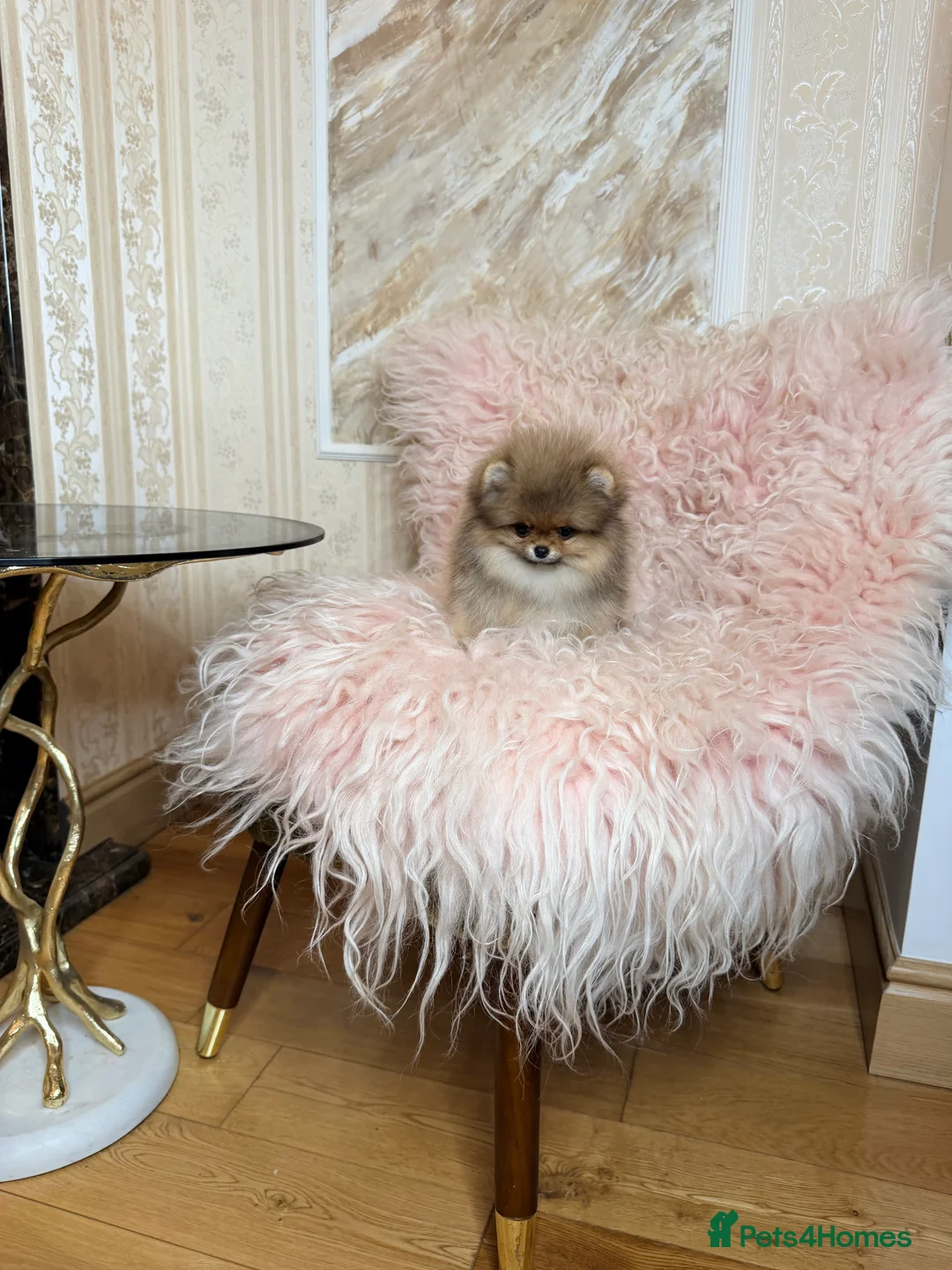 Pomeranian dogs for sale: Orange teddy bear type Pomeranian boy and girl - Advert 23