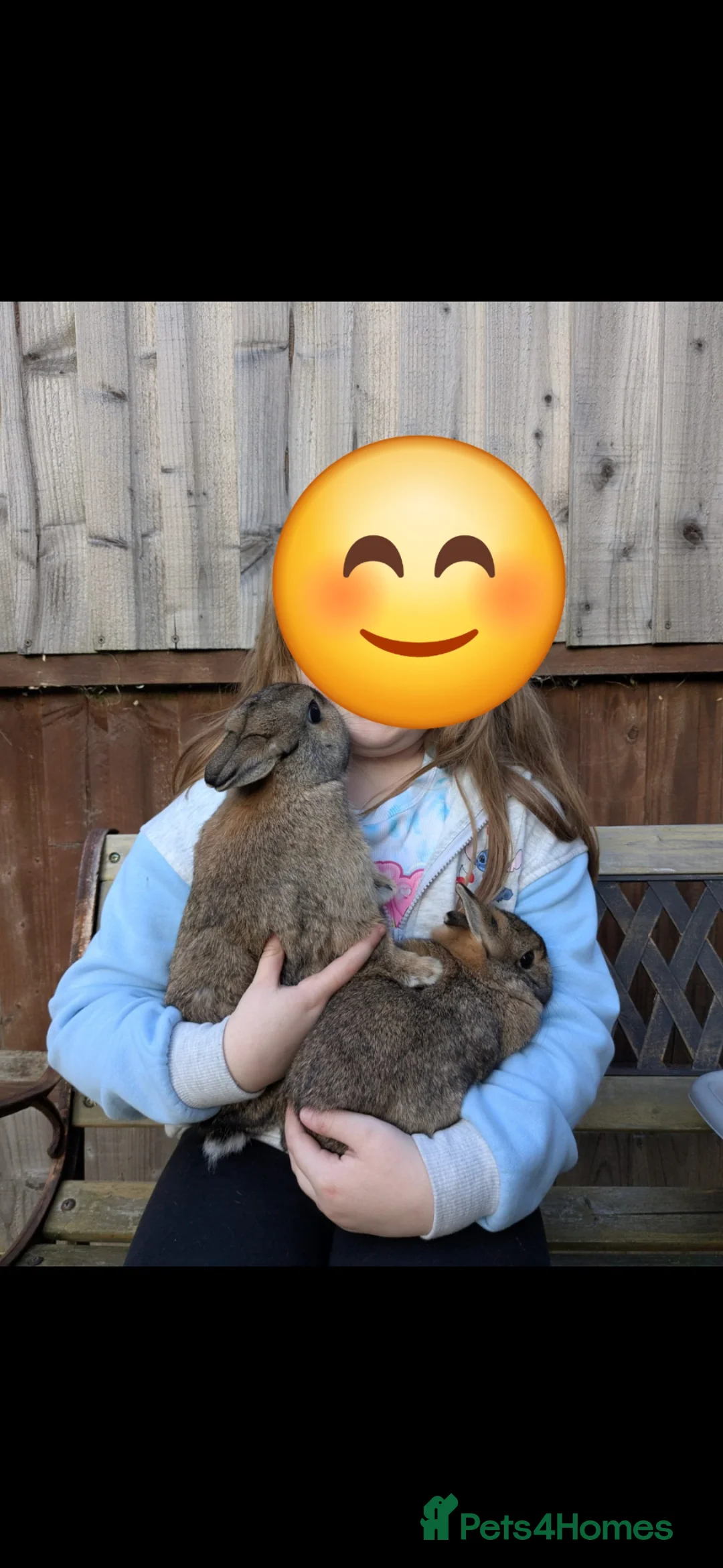 Netherland Dwarf rabbits for sale: Netherlands Dwarf Rabbits - Advert 1