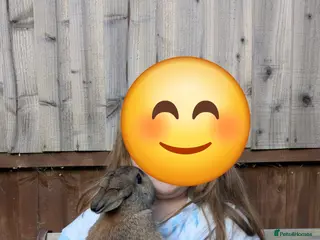 Netherland Dwarf rabbits Netherlands Dwarf Rabbits - Advert 2