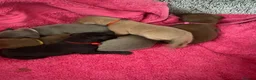 Italian Greyhound dogs for sale: Beautiful Italian greyhound puppies  - Advert 5