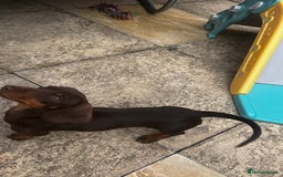 Dachshund dogs for sale: Sweet dachshund girl  - Image 4