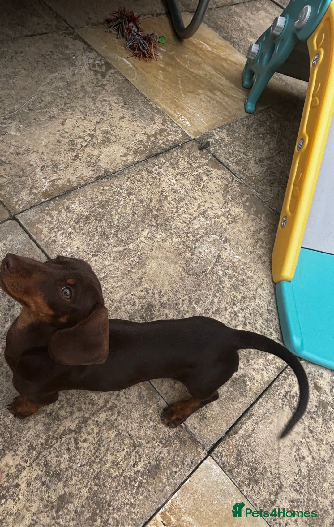 Dachshund dogs for sale: Sweet dachshund girl  - Image 4