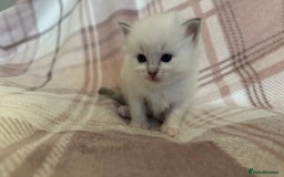Ragdoll cats for sale: 5 beautiful and healthy Ragdoll kittens - Image 16