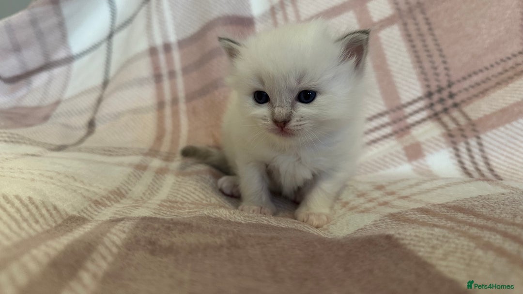 Ragdoll cats for sale: 5 beautiful and healthy Ragdoll kittens - Image 16