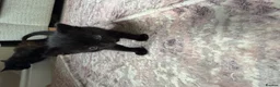 Mixed Breed cats for sale: 4 Beautiful Kittens  in Stratford-upon-Avon - Advert 5