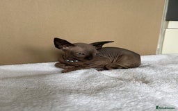 Sphynx cats for sale: Last FEMALE AVAILIBLE NOW!Parents HCM Clear  - Image 18
