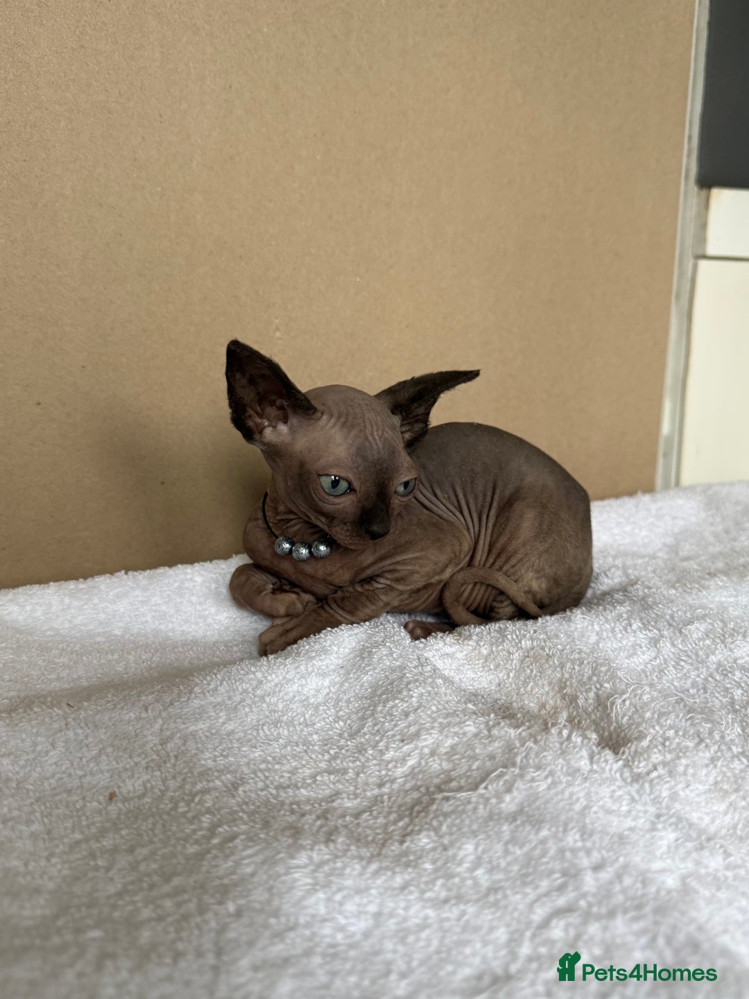 Sphynx cats for sale: Last FEMALE AVAILIBLE NOW!Parents HCM Clear  - Image 18