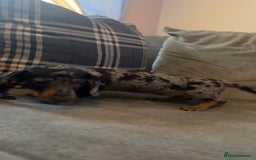 Miniature Dachshund dogs for sale: Dapple dachshund girl  - Image 2