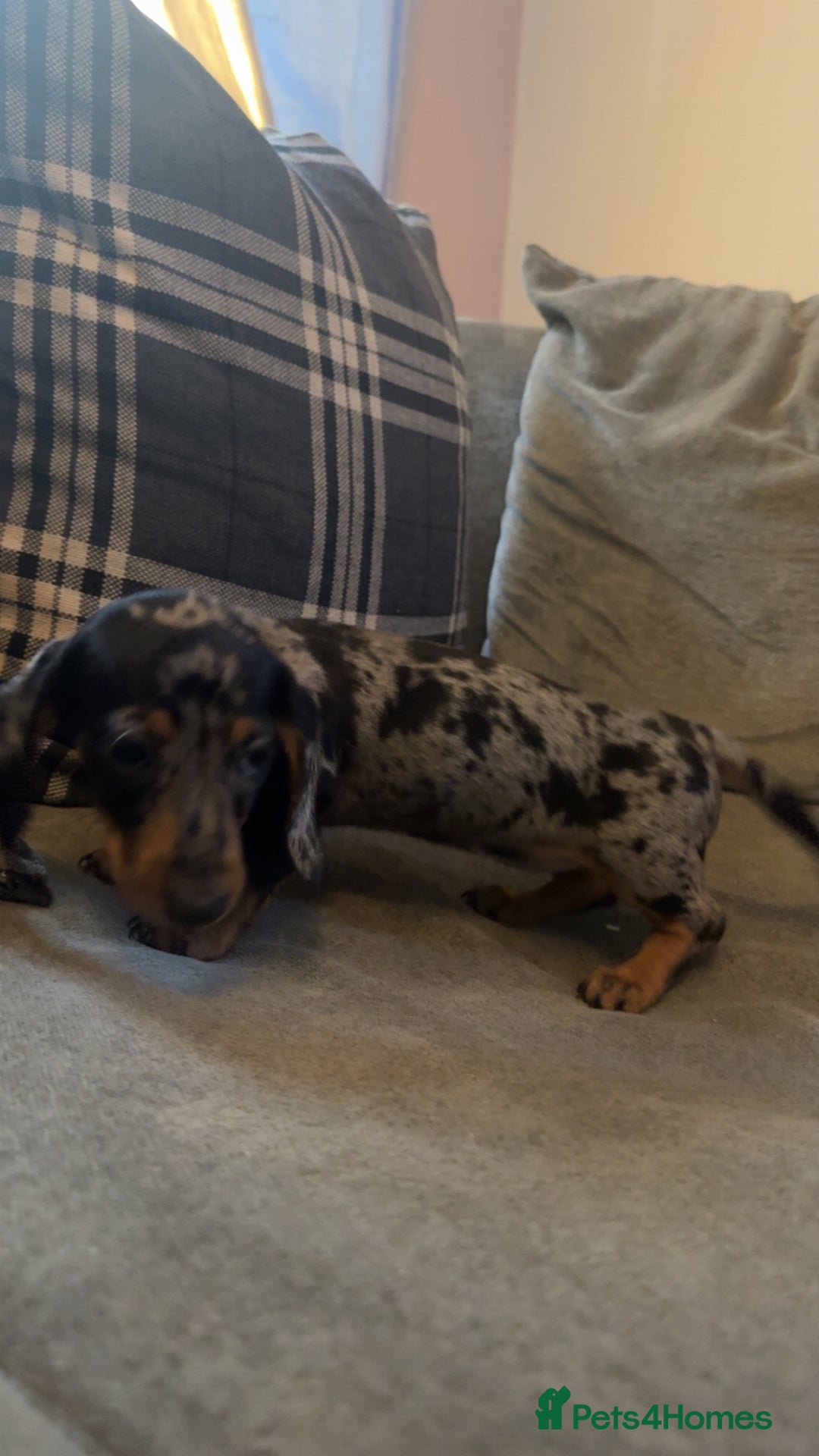 Miniature Dachshund dogs for sale: Dapple dachshund girl  - Image 2