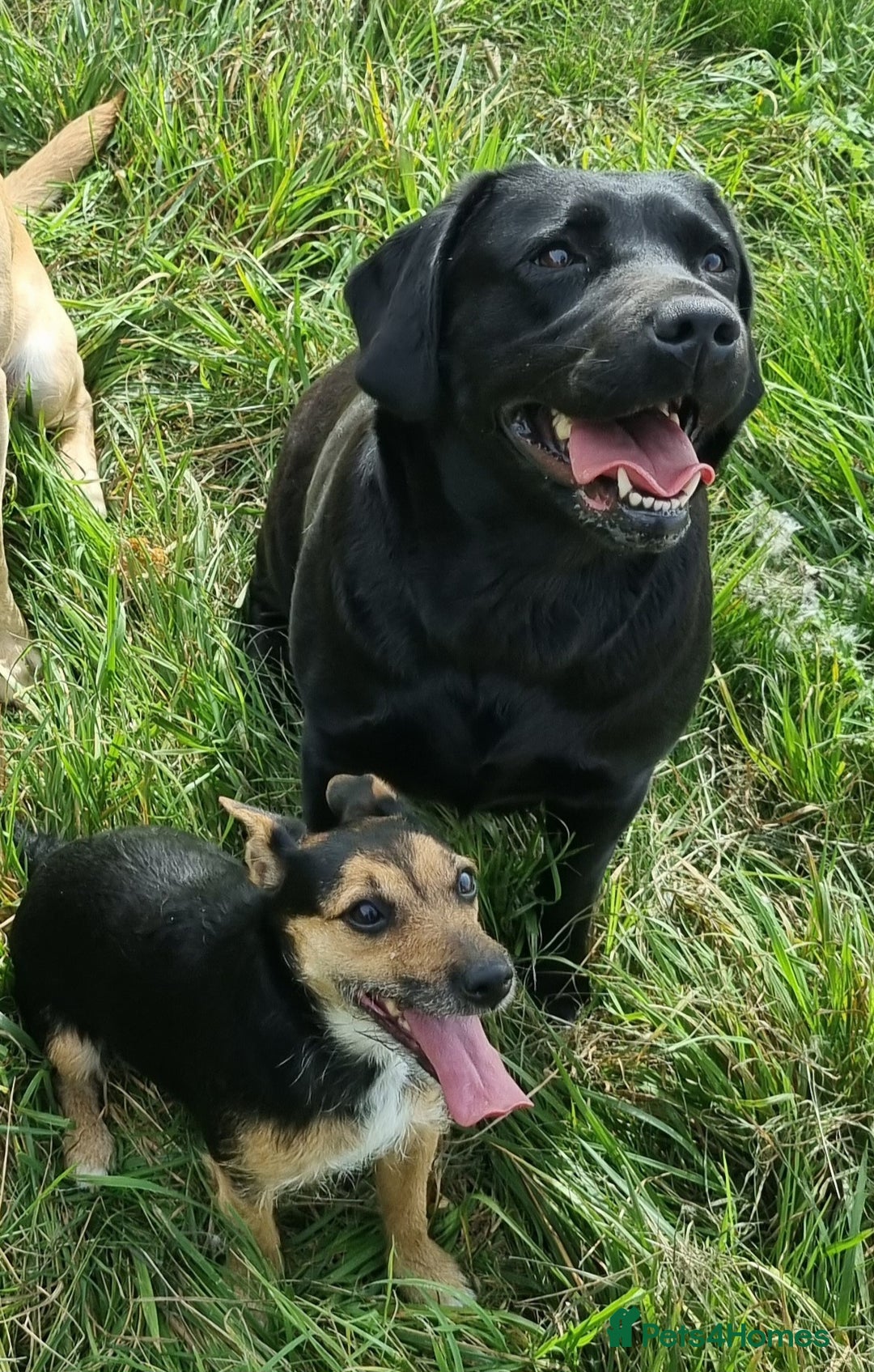 Labrador Retriever dogs for sale: 🐾 Labrador Puppies – Ready Early January 🐾 - Advert 35