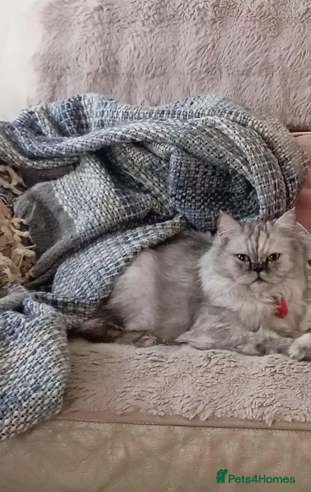 Persian cats for sale: Beautiful White and grey Persian female cat - Advert 1