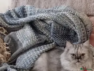 Persian cats Beautiful White and grey Persian female cat - Advert 2